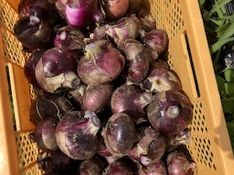 瑞々しい赤玉ねぎ