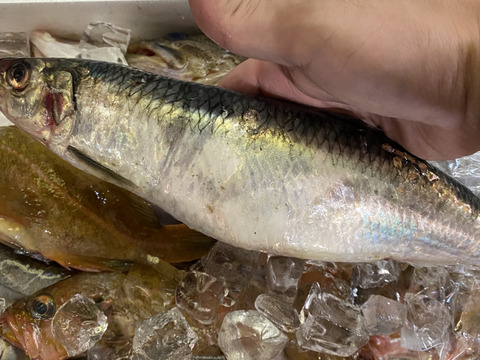【最短翌日発送】未利用魚ボックス8kg詰 (梅コース) 海鮮セット 鮮魚ボックス 海鮮ボックス（低利用魚も含みます）