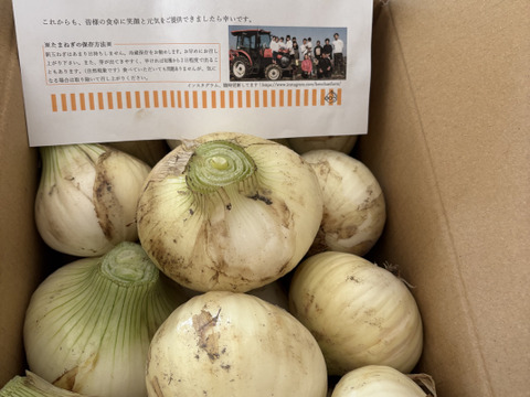 出たらラッキー！【訳あり】淡路島新玉ねぎ「極早生種」 5kg