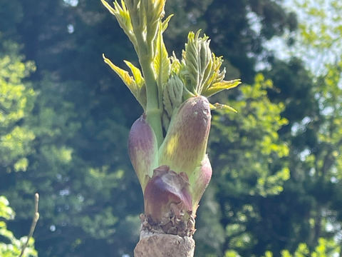 木の芽山菜の王様!タラの芽200g:山形県産のタラノメ|食べ 木の芽山菜の王様!タラの芽200g:山形県産のタラノメ|食べ