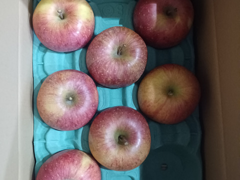 【夜市限定】令和7年度産早期予約セール7%OFF大玉から順に発送‼️🍎青森県産葉取らず完熟ふじ3キロ。とことん味にこだわりました😊