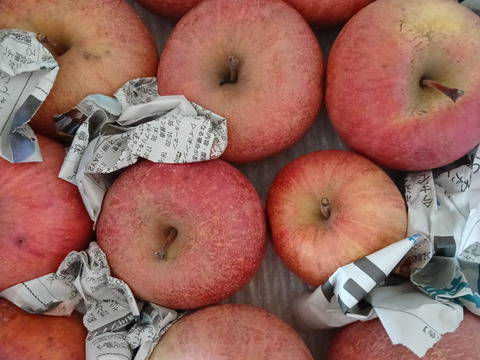 まるせい果樹園のサンふじ　訳あり　自家用　家庭用　3キロ rf7