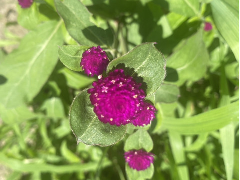 【25本】Fresh！朝に収穫で新鮮。強いあめ玉のような「千日紅」。