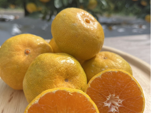 果汁たっぷり！！食べてみらんね太良みかん 3㎏（Lから2S家庭用約30個