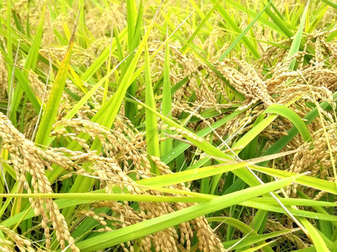令和6年産【こしひかり玄米20㎏】：埼玉県産のお米｜食べチョク