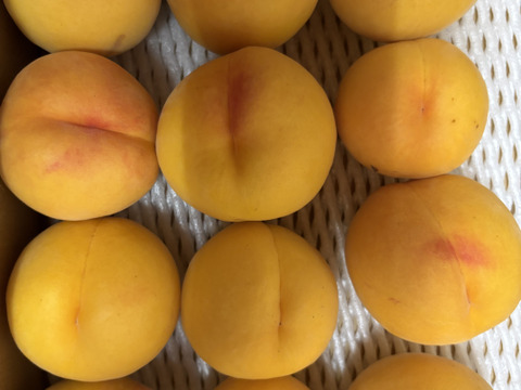 🉐【食べ比べ】長野県産桃【ゴールドワッサー】家庭用3kg：長野県産の