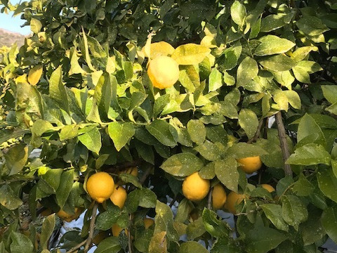柑土里（レモン愛果）1.5～1.8kg（段々畑の陽だまり育ち）