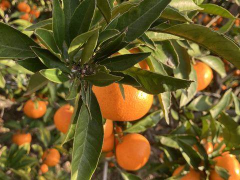 石地ミカン　甘くて美味しい10キロ