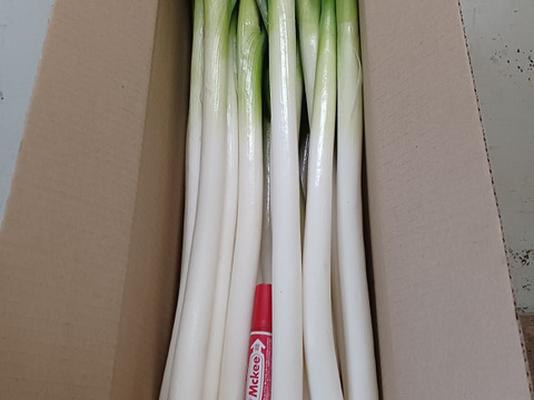 🌿🎁✨皮むき白ネギ🚩M/L混合【4本増量】24本❗3,180円→1,780円❗❗