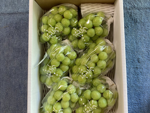 シャインマスカット3㎏（5~6房）粒のしっかりした採れたてシャインマスカットです！