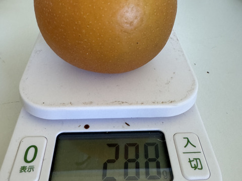 和梨長十郎(小さめ6キロ以上24玉)