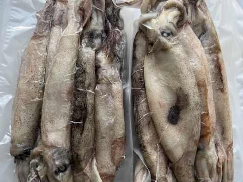 秋田県産　真イカBOX‼️『スルメイカ』急速冷凍　1パック500g×2