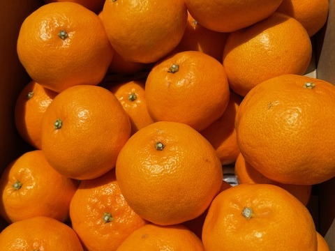 箱込3.3kg倉橋ミカン食べてクレ園の、はるみ 広島県　倉橋島はるみ