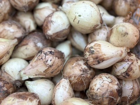 新玉ねぎ！訳アリ使い切りサイズ！小玉３キロ