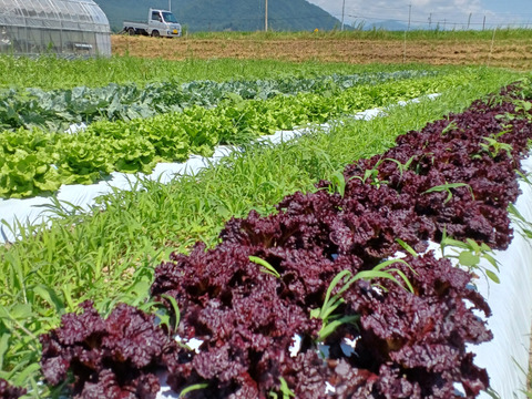 【夏ギフト】！ワインレッドの力★赤レタス4株～農薬/化学肥料・不使用