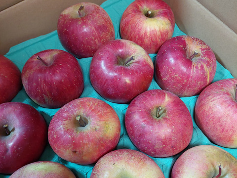 2025年産【家庭用】サンふじ 約5kg 12-23玉 超定番のりんごの王様  11月下旬以降発送予定 長野県産#NAF0B050