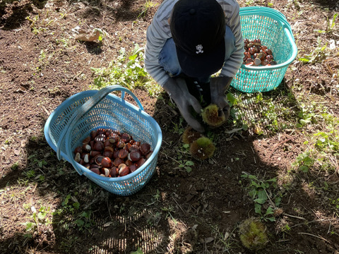 栗　新品種品種「ぽろたん」鬼皮に傷を入れて加熱することで渋皮が簡単にむける大粒で甘くおいしい新しい品種（2キロ）サイズ大