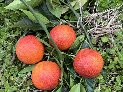 熊本県天草産 ブラッドオレンジ  (モロ) 3kg