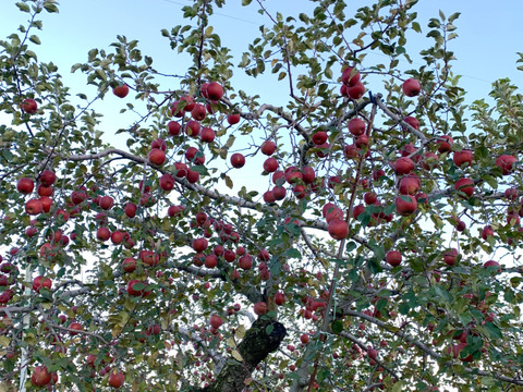 【家庭用】サンふじ　約5kg(送料別)