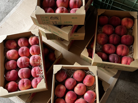 もぎたて桃★長野県産 川中島白鳳 9～15個★良品❣️農家直送❣️