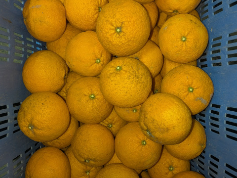 食べ頃『甘夏』1.9kg 甘味と酸味が程よい福岡産