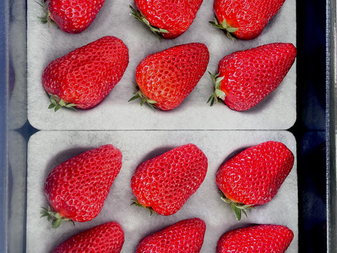 濃い味！The Berry(スターナイト）　約300ｇ×2ｐ