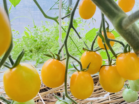 販売開始‼️お子様に大人気❗️薄皮ミニトマト‼️ピンキー＆きら〜ず！口に皮が残らない！（1.2kg入）