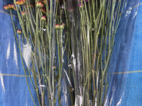 【訳あり⠀】葉っぱなしスプレーマム10本セット