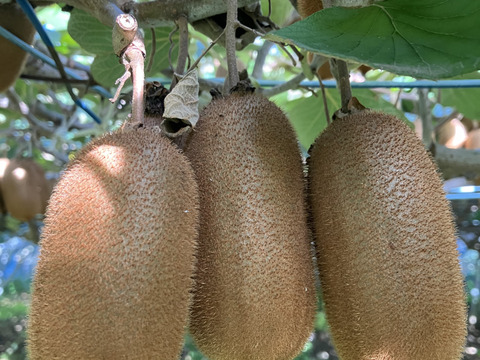 まつどの長〜〜い形のキウイフルーツ　甘くて香りの高い品種「香緑」果肉はグリーン　約25個から30個入り　固い状態で届くので年初までゆっくり食べられます。追熟剤入り。