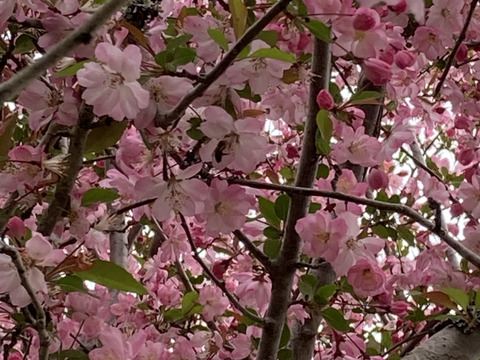 桜のハチミツさん　160g