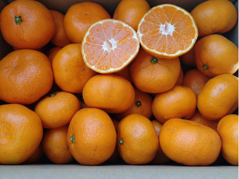 「農薬・化学肥料不使用」神奈川産　青島みかん　【厳選5kg】