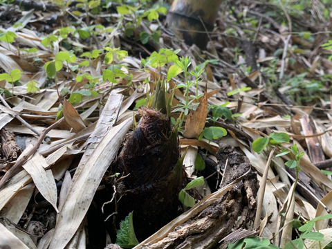 【和歌山産】天然たけのこ 孟宗筍 2.5kg以上 朝採り 当日発送 翌日お届け 肥料・農薬不使用