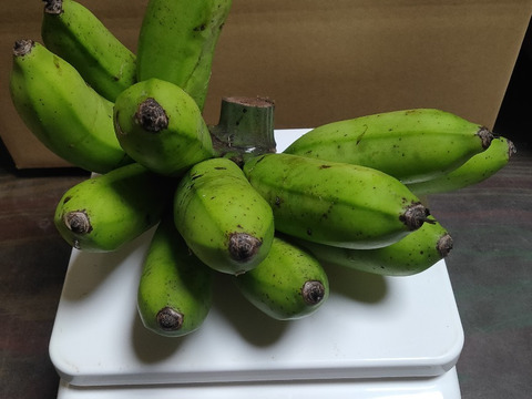 沖縄産　島バナナ　1.5kg