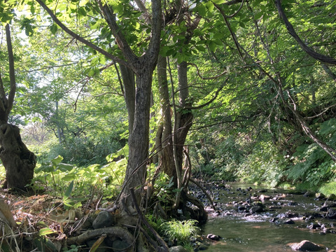 【春限定山菜の王様】　北海道産行者ニンニク300ｇ】