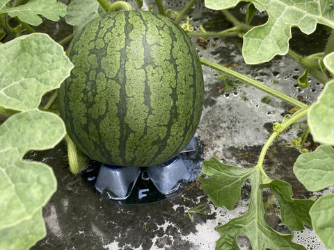 珍しい！【黒系】3玉〜4玉　約7キロ〜8キロ朝採り発送！フレッシュ！小玉すいかひとりじめBonBon