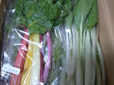 [定期購入] ギュッとお得用セットＭサイズ(約10品)