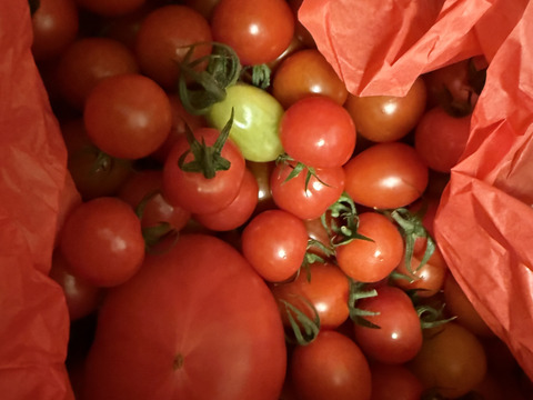 フルーツミニトマト あぽろん お任せいろいろ 1kg　【トマト食べ比べ】