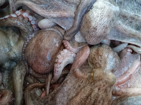 北九州市が誇る関門海峡たこ　プリプリ刺身用ぶつ切り500g♪たこ焼き、アヒージョ、唐揚げに直ぐ使えます