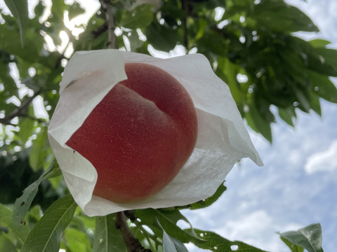 7月運命の出会い⁉️【67品種の桃を栽培】品種は何が届くかお楽しみ！白桃1.5㎏