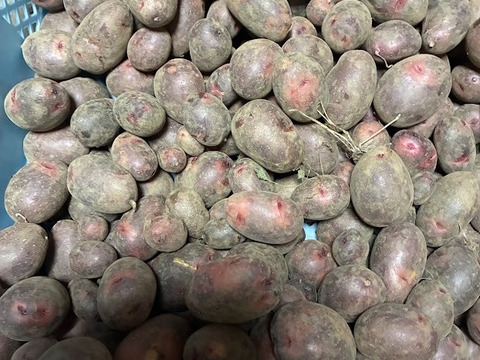 小粒だけを集めました！【グラウンドペチカ】デストロイヤー（2kg）