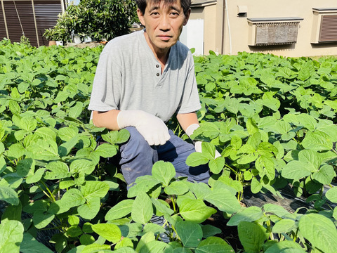 旬の野菜セット5品〜[4.5キロ入り]「果菜類は当日収穫当日出荷」横浜市内産