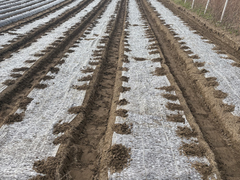 【期間限定】オリエンタルユリ『シベリア』（4-6輪）白色5本