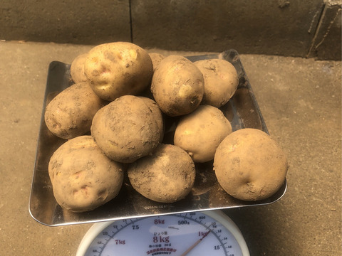 新じゃがいも/ New Potatoes 1.5kg