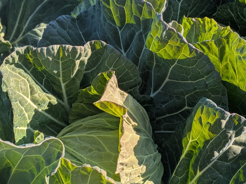 【食べチョクアワード2025入賞】
２玉🌊海風🌊春キャベツ🌊