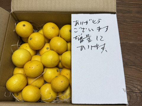 2026ねん【希少】湘南ゴールド（露地栽培)2kg  Sサイズ(直径4.6～5.0cm)【幻のオレンジ】