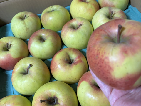 【家庭用】ぐんま名月 約10kg 24-46玉 ジューシーな希少りんご 11月発送予定 #NAM0B100