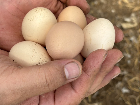【6個入り】平飼い烏骨鶏のたまご
