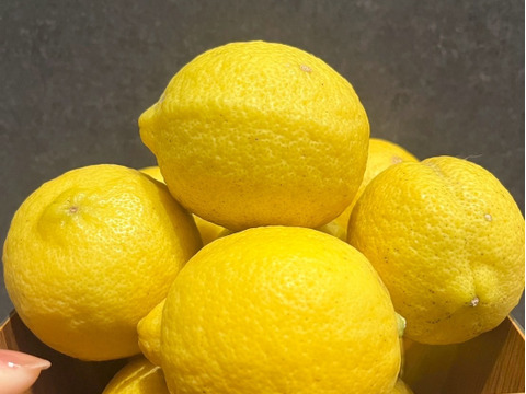 【和歌山有田育ち】丸ごと使える自然派レモン5kg