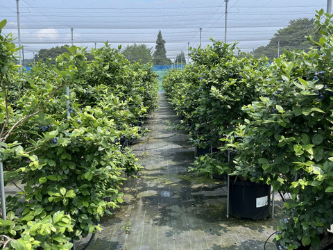 大きく食べやすい！ブルーベリー『品種ミックス』500gx2p