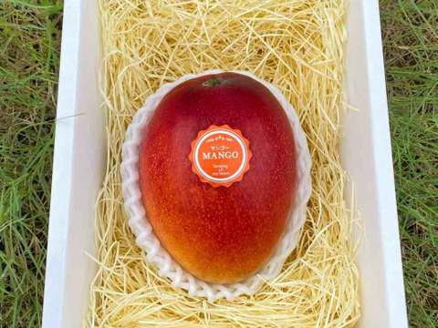 野田市の新しい特産品「きまがせマンゴー」誕生！